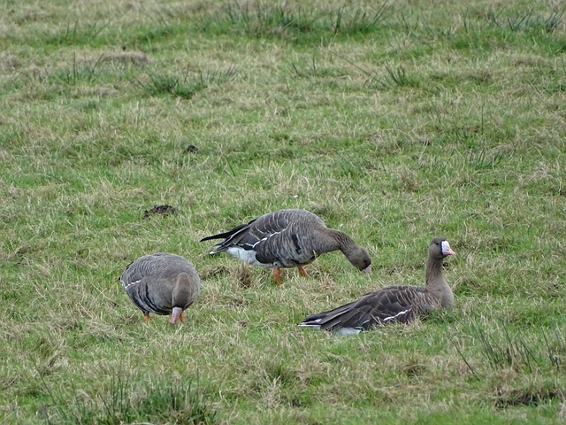 后赛席位的 后赛席位的